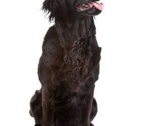 Flat coated hotsell retriever newfoundland mix