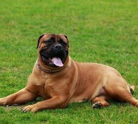 top 10 calm dog breeds