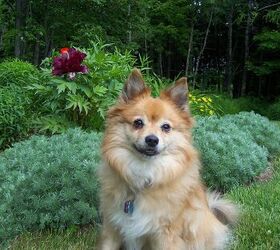 30 pomeranian mixes that are absolutely precious