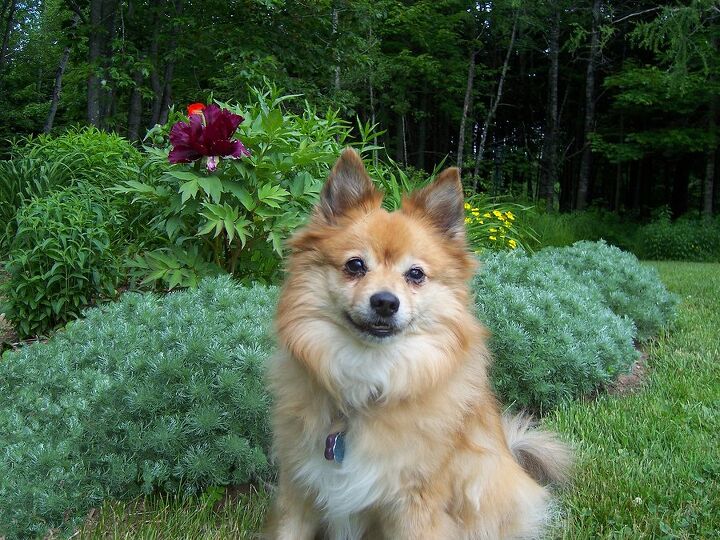 30 pomeranian mixes that are absolutely precious