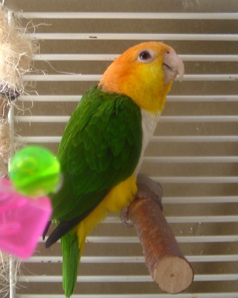 white bellied caique