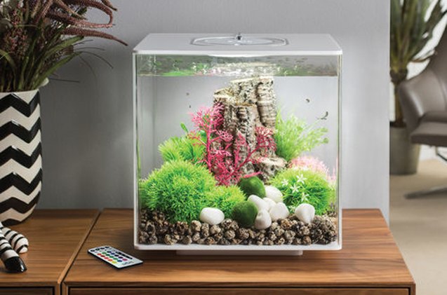 biorb cube 30 aquarium giveaway
