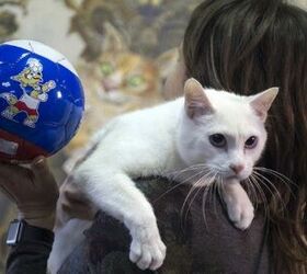 Clairvoyant Cat Predicts World Cup Champs (So Place Your Bets!)