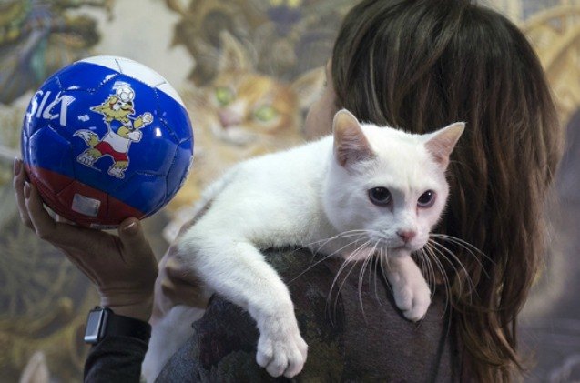 clairvoyant cat predicts world cup champs so place your bets