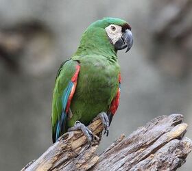 severe macaw