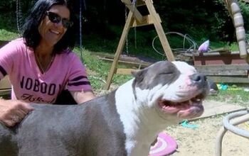 Pitbull Hailed As Hero After Protecting Lost Toddler In Woods