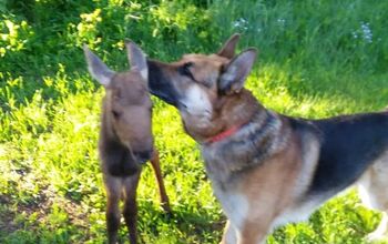 German Shepherd and Orphaned Moose Become Fast Friends