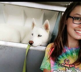 Husky Chills Out In Ice Machine To The Beat Dog Days Of Summer [Video]