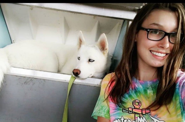 husky chills out in ice machine to the beat dog days of summer video