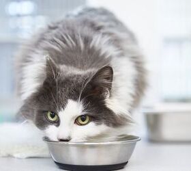 Why You Should Consider Feeding Your Cat Homemade Food