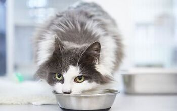 Why You Should Consider Feeding Your Cat Homemade Food