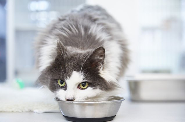 why you should consider feeding your cat homemade food