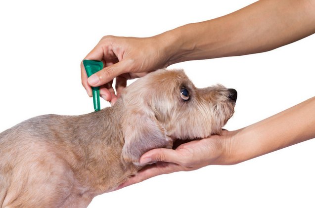 study reveals one third of pet parents doesn t protect their pets from fleas and