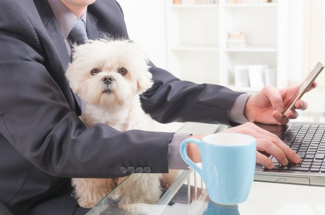 study shows only a quarter of workplaces are pet friendly here s how it could change