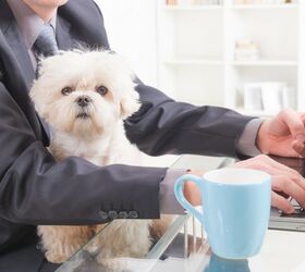 Study Shows Only a Quarter of Workplaces Are Pet-Friendly- Here’s Ho