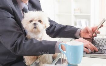 Study Shows Only a Quarter of Workplaces Are Pet-Friendly- Here’s Ho