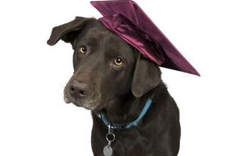 Guide Dogs for the Blind Organizes Free Graduation Events for Their Do