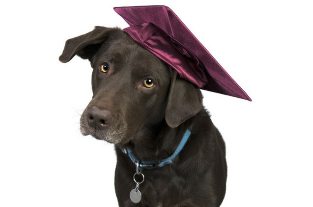 guide dogs for the blind organizes free graduation events for their doggy students