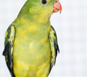 regent parakeet