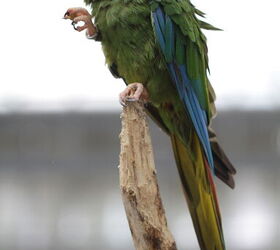 golden collared macaw