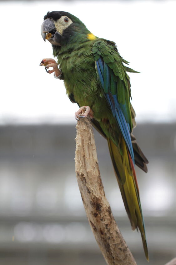 golden collared macaw