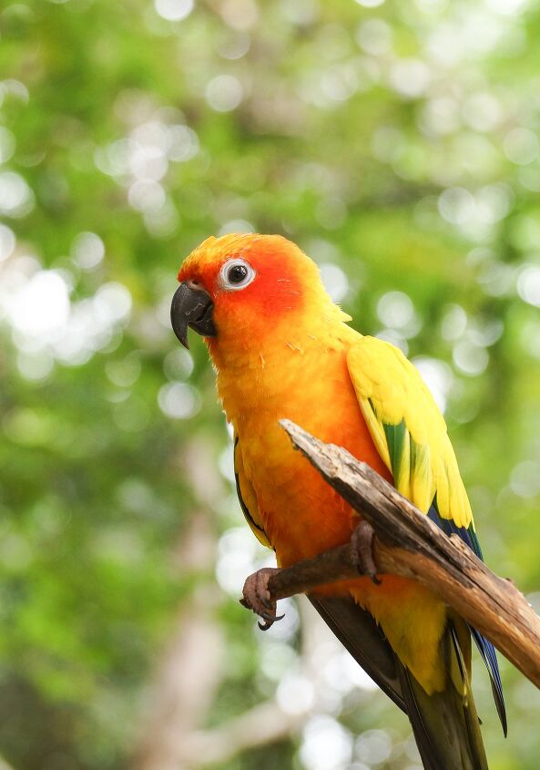 Jenday Conure Everything You Need To Know About This Bird PetGuide jenday-conure-everything-you-need-to-know-about-this-bird-petguide