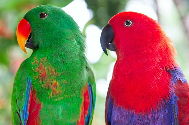 Eclactus Eclectus Parrot | PetGuide