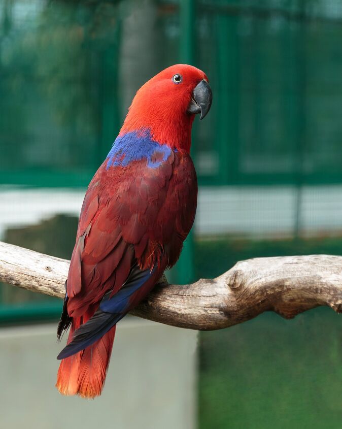 Eclactus Eclectus Parrot | PetGuide