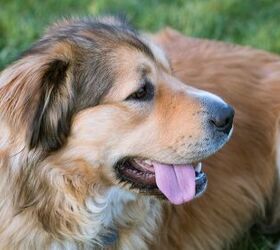 German shepherd golden store retriever mix temperament