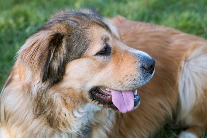 Golden Shepherd Dog Breed Health Temperament Training Feeding And golden-shepherd-dog-breed-health-temperament-training-feeding-and