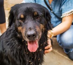 Golden Rottie Dog Breed Health, Temperament, Training, Feeding and Puppies  - PetGuide | PetGuide