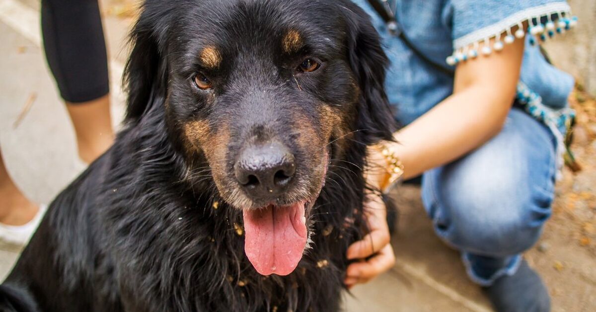 Golden Rottie Dog Breed Health, Temperament, Training, Feeding and ...