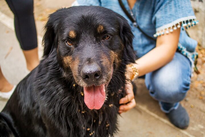 Rotpei Golden Rottie Dog Breed Health, Temperament, Training, Feeding and ...