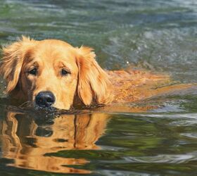 experts warn blue green algae potentially lethal to dogs