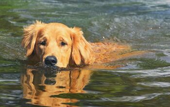 Experts Warn: Blue-Green Algae Potentially Lethal to Dogs