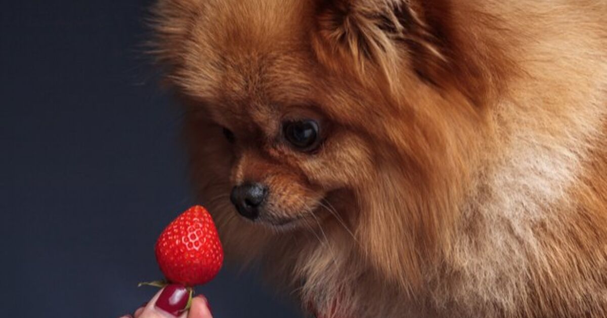 Beautiful view of Can Dogs Eat Cherry Flavor