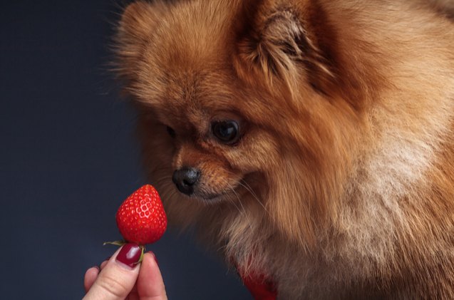 Can my puppy eat strawberries Clearance