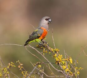 red bellied parrot