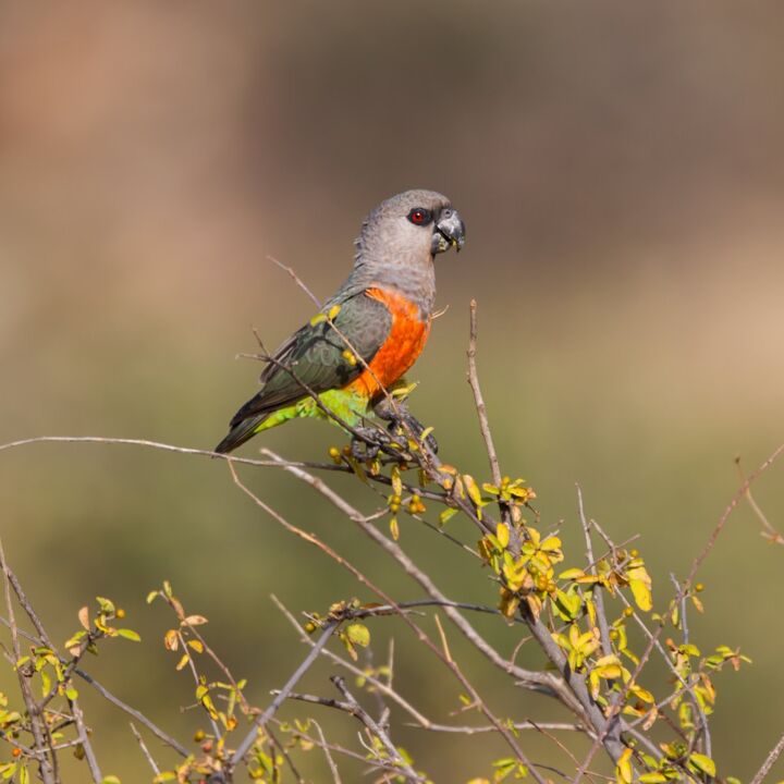 red bellied parrot