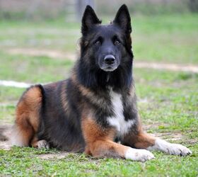 German Sheprador Mixed Dog Breed Pictures Characteristics  Facts