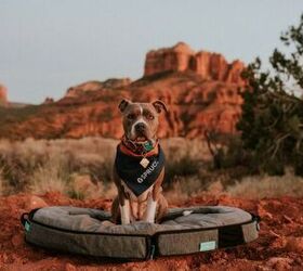 This Pawesome Portable Bed Is A Dream Come True for Furry Adventurers