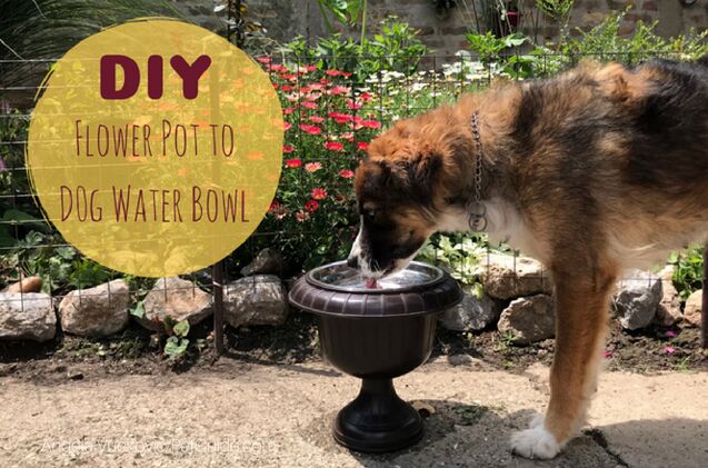 diy flower pot to dog water bowl