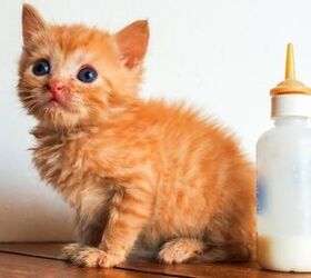 Want to Save Lives of Orphaned Kittens? This Is How You Do It