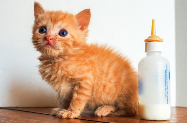 want to save lives of orphaned kittens this is how you do it