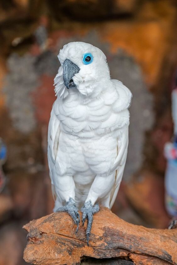 blue eyed cockatoo