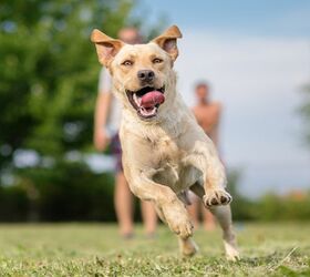 What Are the 7 Most Common Musculoskeletal Issues in Dogs?