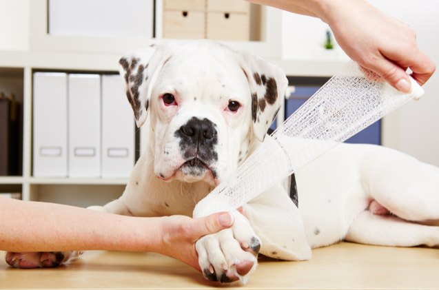 more than half of pet owners in america are not prepared for a pet emergency