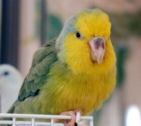 Yellow Faced Parrotlet