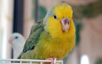 Yellow Faced Parrotlet