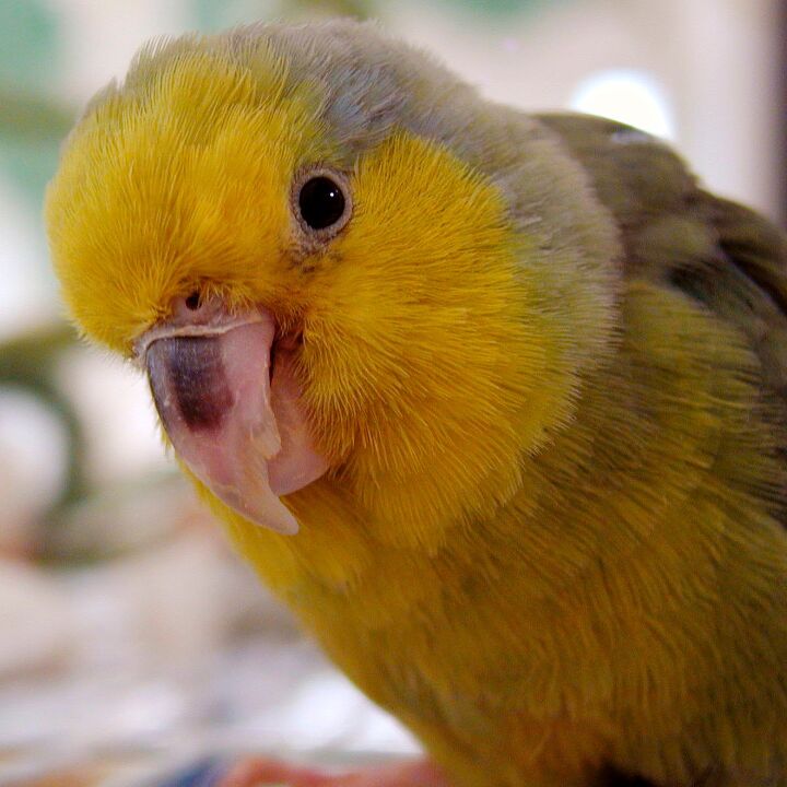 yellow faced parrotlet